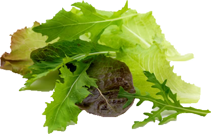 AKDENİZ YEŞİLLİKLERİ